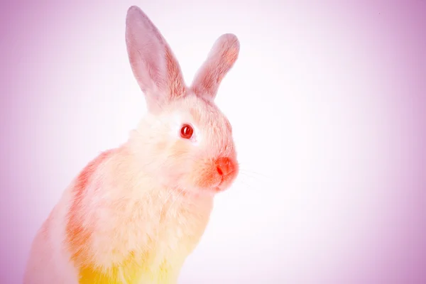 Mały królik. Stonowanych — Zdjęcie stockowe