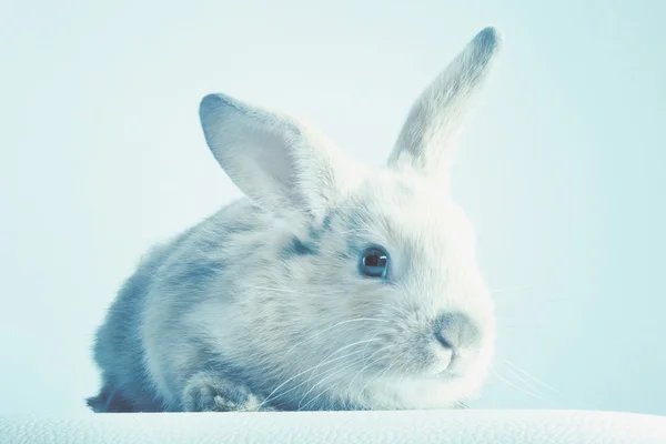 Small fluffy rabbit beige — Stock Photo, Image