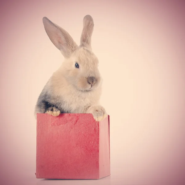 Pequeno coelho em uma caixa de presente vermelha . — Fotografia de Stock