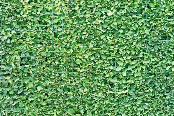 나뭇가지와 나뭇잎의 표면 — 스톡 사진