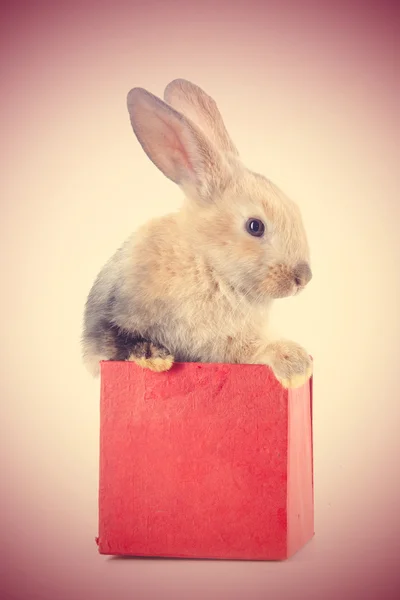 Pequeño conejo en una caja de regalo roja — Foto de Stock