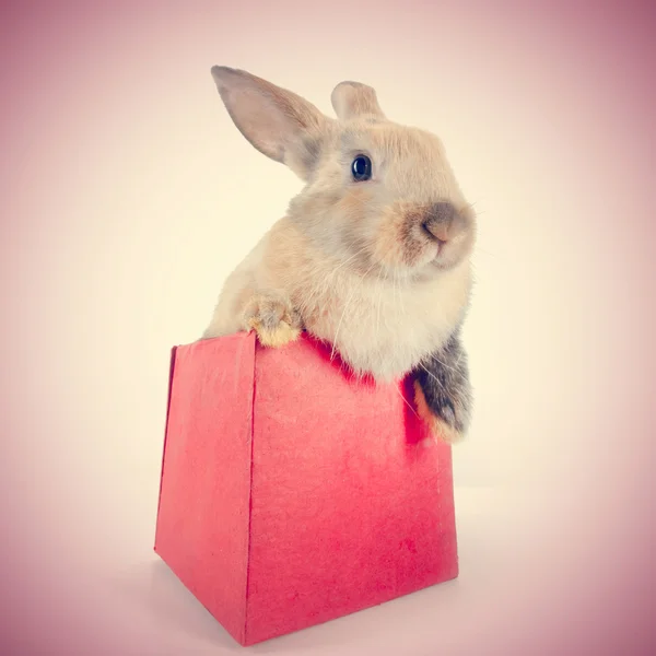 Pequeño conejo en una caja de regalo roja — Foto de Stock