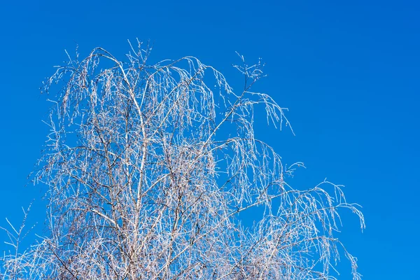 Birch branches covered with frost — Stock Photo, Image