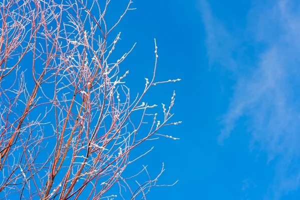 柳枝和天空 — 图库照片