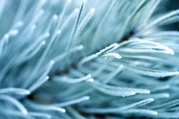 Branches and needles of pine tree — Stock Photo, Image