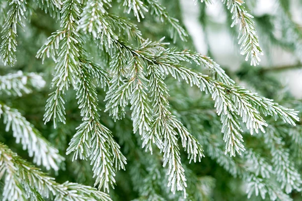 分支机构和松树针 — 图库照片