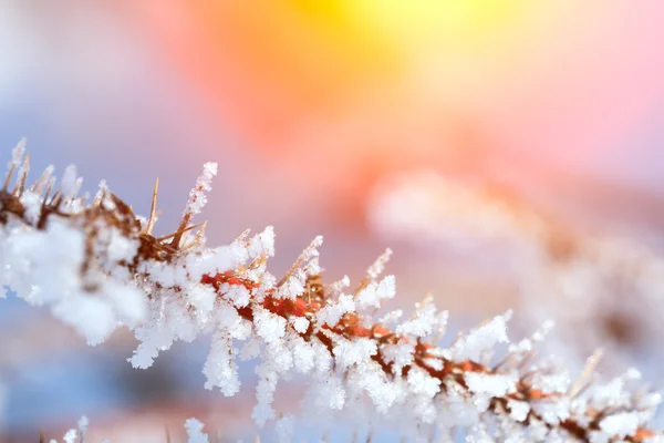 Trädet täckt med frost — Stockfoto