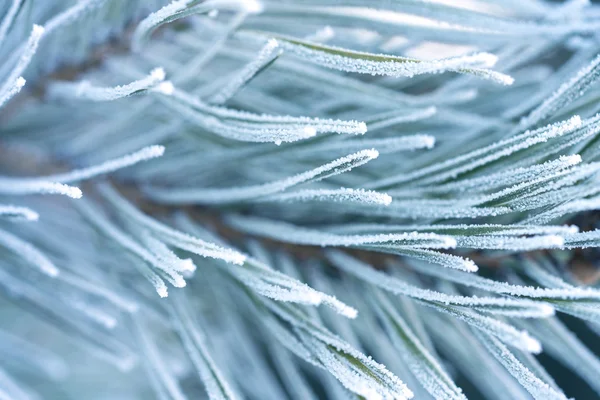 Branches and needles of pine tree — Stock Photo, Image