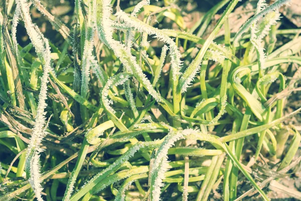 Green grass with hoarfrost — Stock Photo, Image