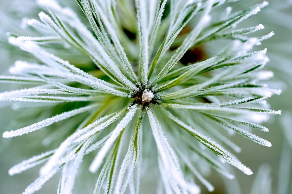 Branches and needles of pine tree — Stock Photo, Image