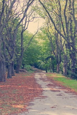 Sonbahar parkında yol