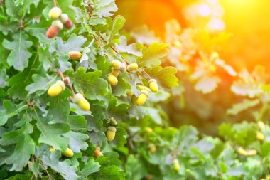 renkli Yakınlaştırılmış bırakır