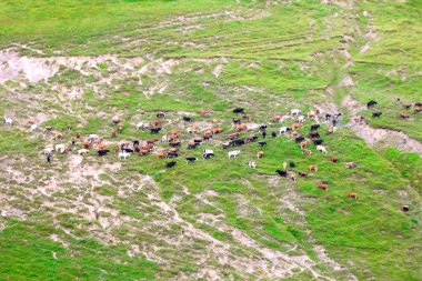  bir çayır otlatma inek sürüsü.