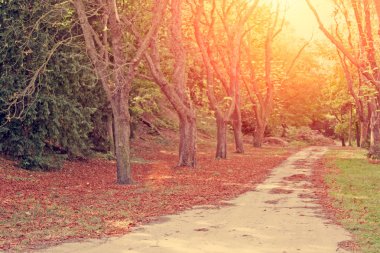 Sonbahar parkında yol