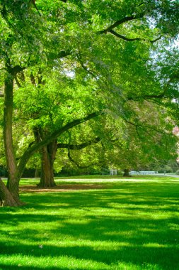 Yeşil ağaçlı park