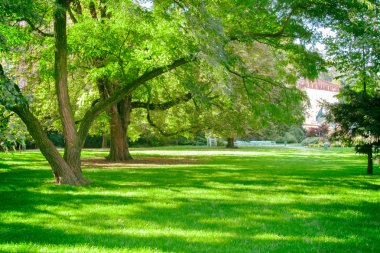 Yeşil ağaçlı park