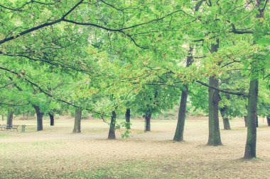 Yeşil ağaçlı park