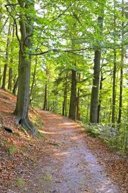 Beton yol ağaçları arasında