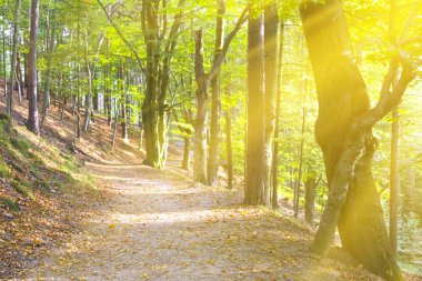 Beton yol ağaçları arasında
