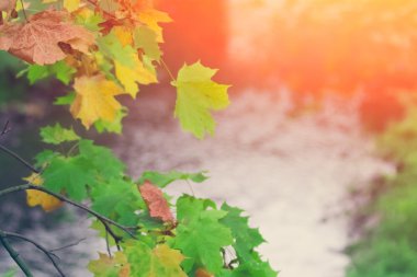 renkli Yakınlaştırılmış bırakır