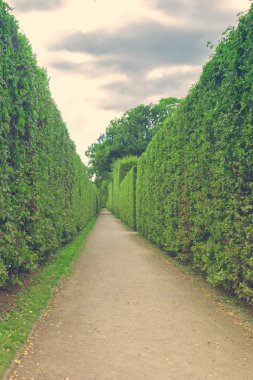 Concrete path with green hedges clipart