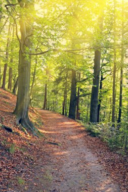 Beton yol ağaçları arasında