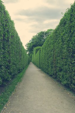 Yeşil çitleri ile beton yol