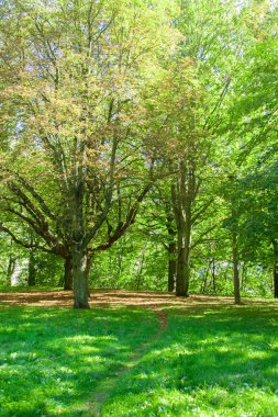 Yeşil ağaçlı park