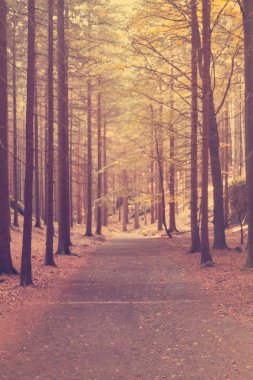 Ağaçların arasında yürüyüş yolu