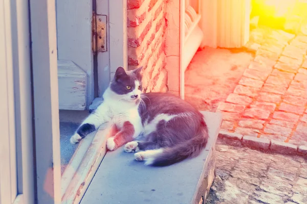 Weiße und graue Katze — Stockfoto