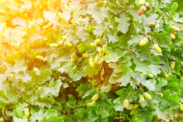 Colourful leaves zoomed — Stock Photo, Image