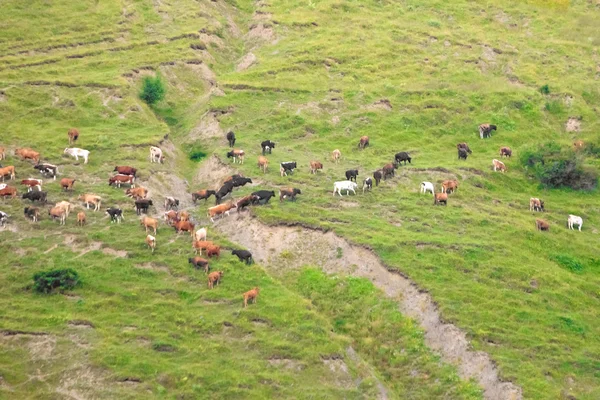 牧草地における放牧牛の群れ — ストック写真