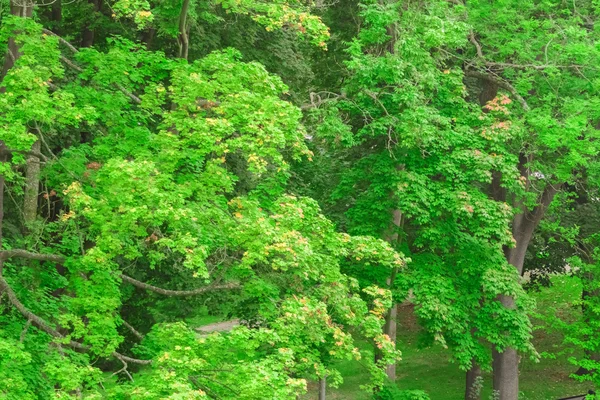 Деревья в ярком свете — стоковое фото