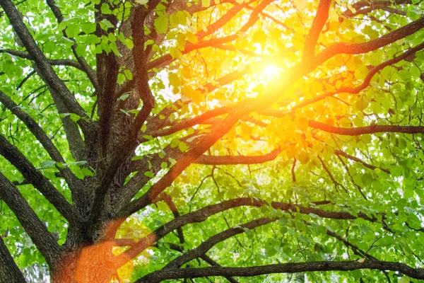 Detail of tree trunk — Stock Photo, Image