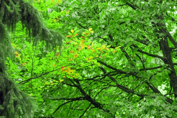 Árboles de coníferas y de hoja caduca —  Fotos de Stock