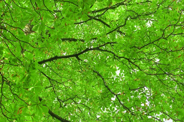 Зелене листя і гілки — стокове фото