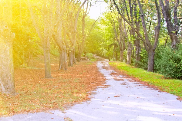 Estrada no parque outono — Fotografia de Stock