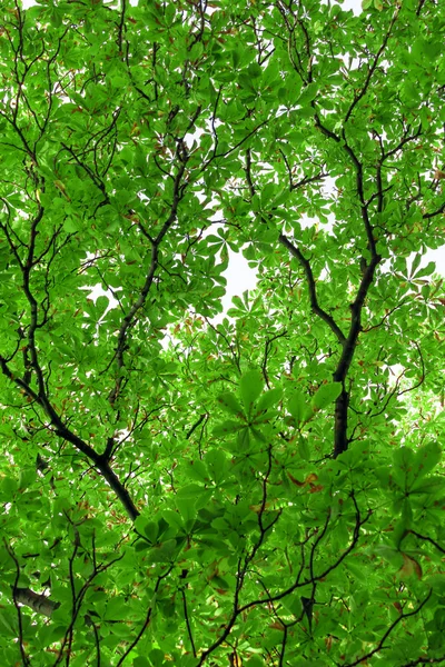 Yeşil yaprakları ve dalları — Stok fotoğraf