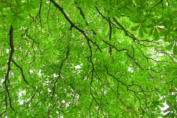 Zelené listy a větve — Stock fotografie