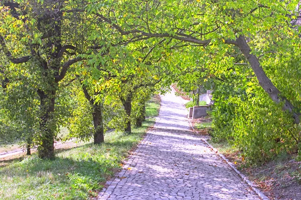 Stone path in park — Stock Photo, Image