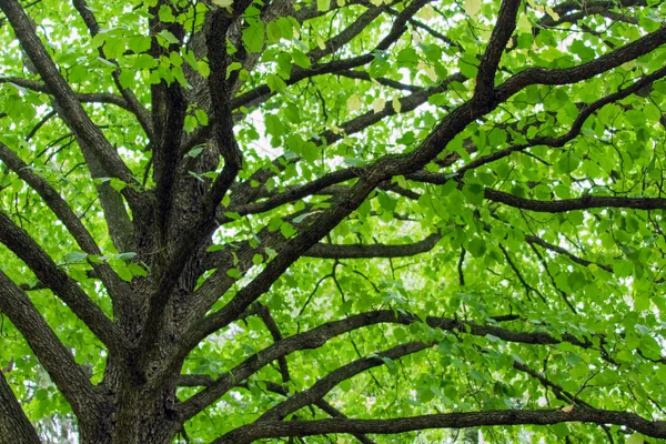 Dettaglio del tronco d'albero — Foto Stock