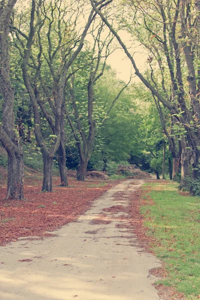 Strada nel parco autunnale — Foto Stock