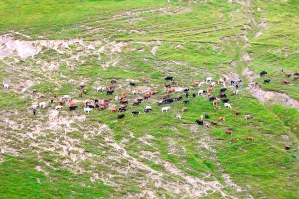 牧草地における放牧牛の群れ. — ストック写真