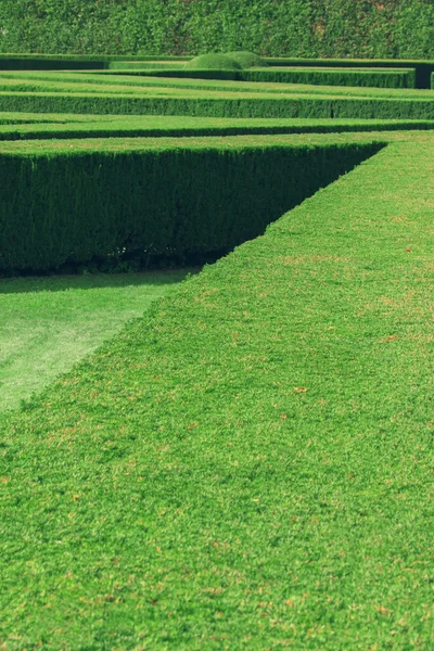 Detalhe de sebes verdes — Fotografia de Stock