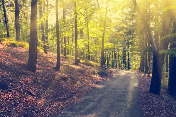 Chemin bétonné entre les arbres — Photo