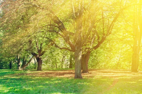 Parco con alberi verdi — Foto Stock