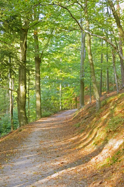 Konkretną ścieżkę wśród drzew — Zdjęcie stockowe