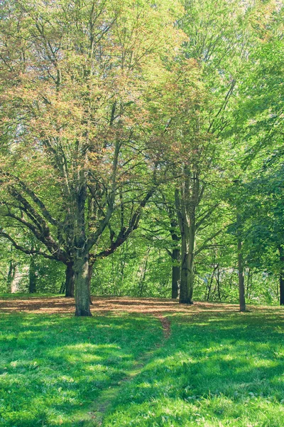 Park with green trees — Stock Photo, Image