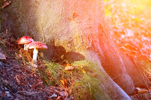 Champignons crapauds au sol — Photo