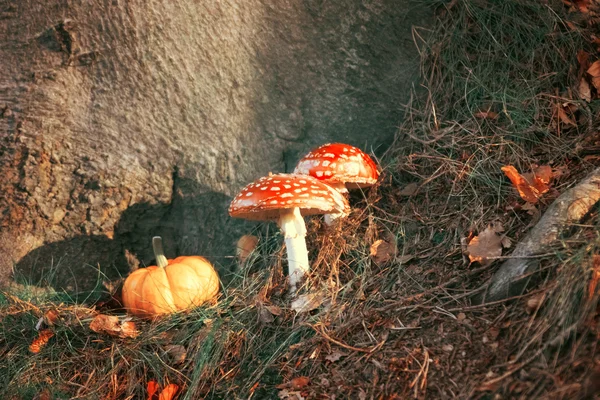 Toadstool mushrooms on ground — Stock Photo, Image